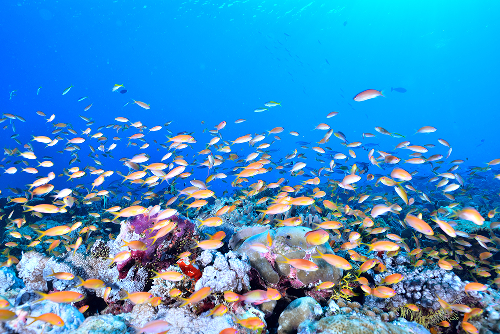 海の中の珊瑚(サンゴ)礁の役割って？サンゴ礁を守るべき理由とは？