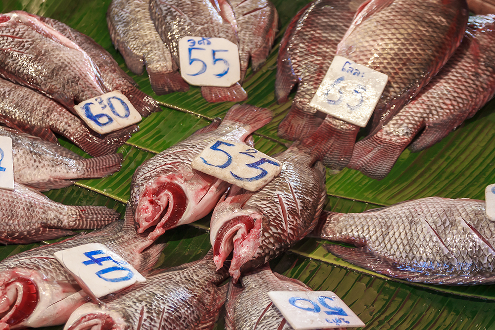 fresh tilapia fishes at the fish market